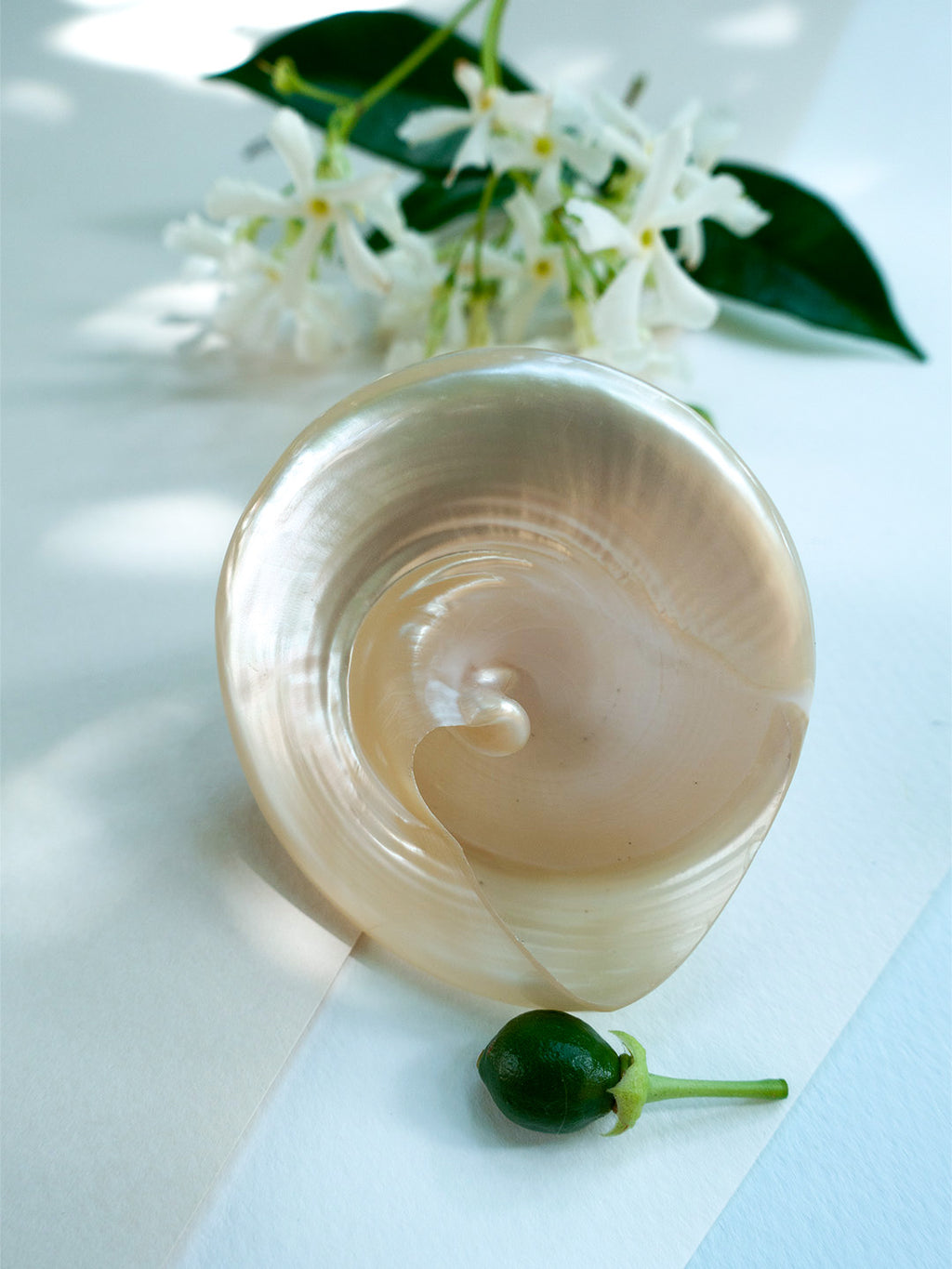 NAUTILUS PEARL DENİZ KABUĞU