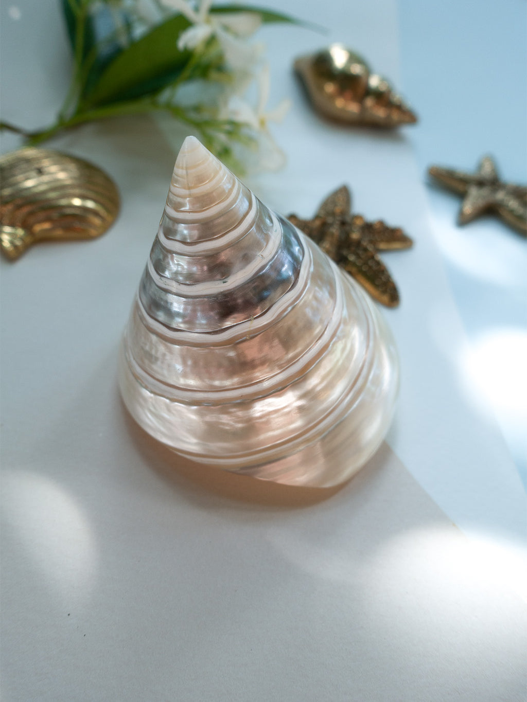 NAUTILUS PEARL DENİZ KABUĞU