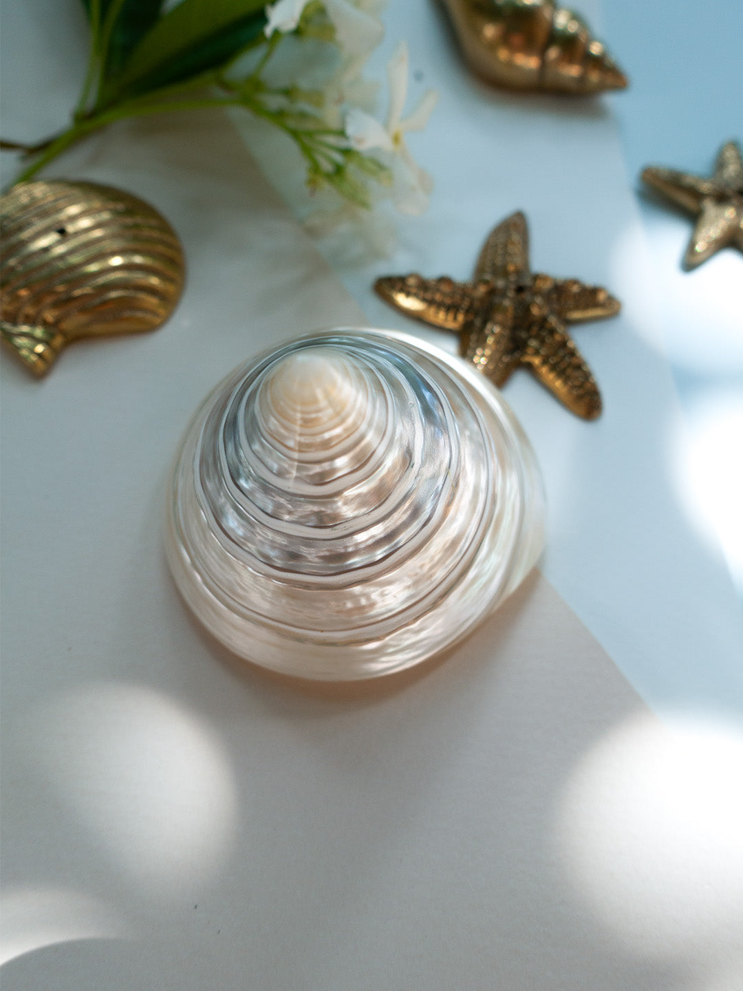 NAUTILUS PEARL DENİZ KABUĞU