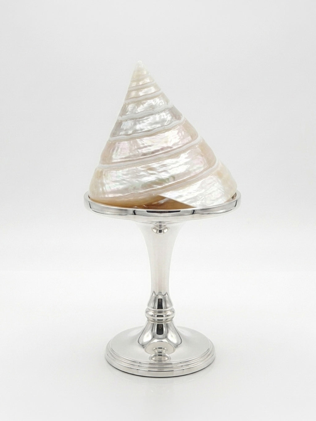 NAUTILUS PEARL DENİZ KABUĞU