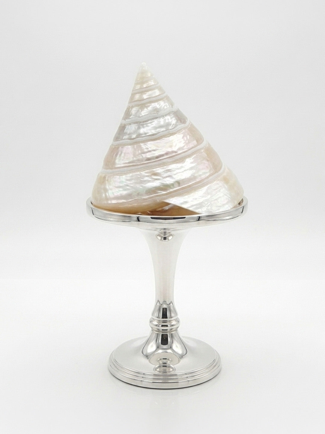 NAUTILUS PEARL DENİZ KABUĞU